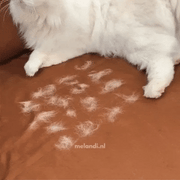 Factory To Customer™ Pet Hair Removal Glove